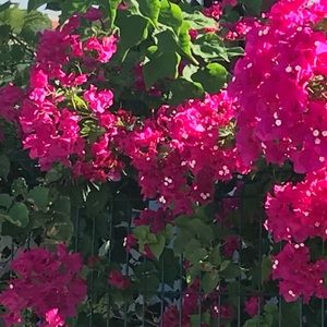 Meet your Posher, Shari